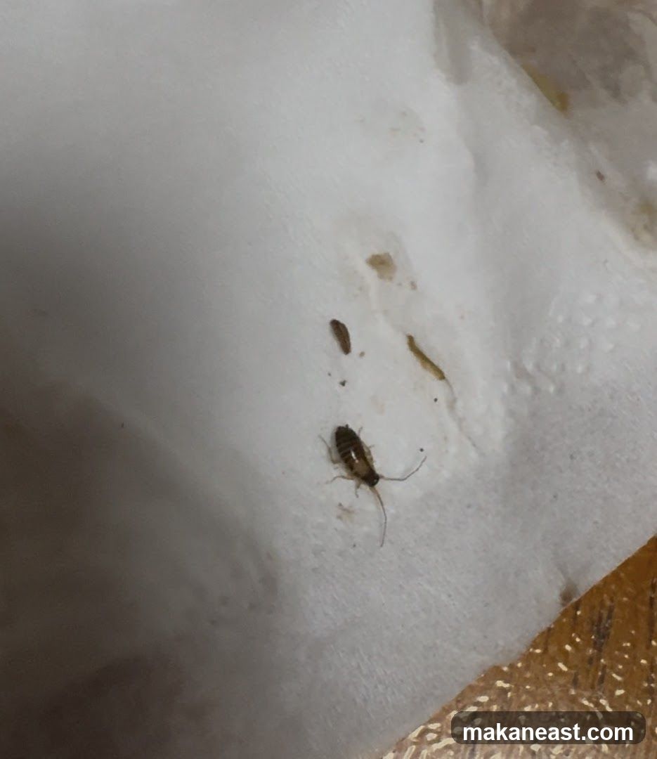 Cockroach on napkin