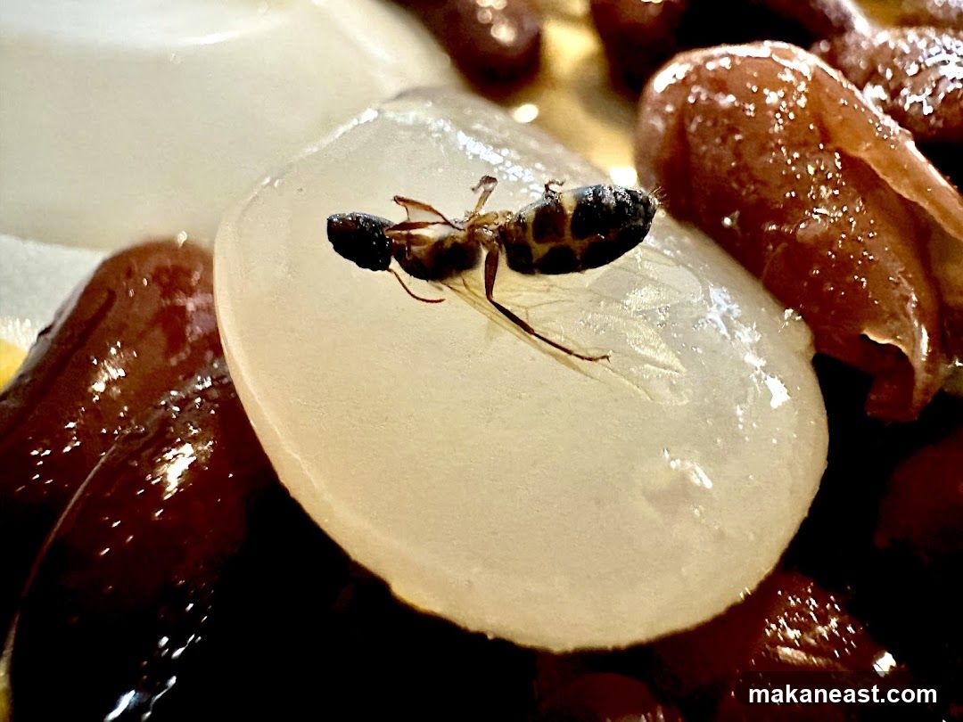 Insect on Fruit
