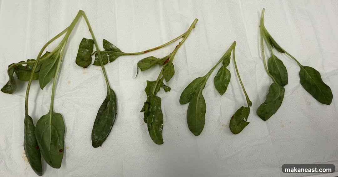 Spinach leaves on paper towel