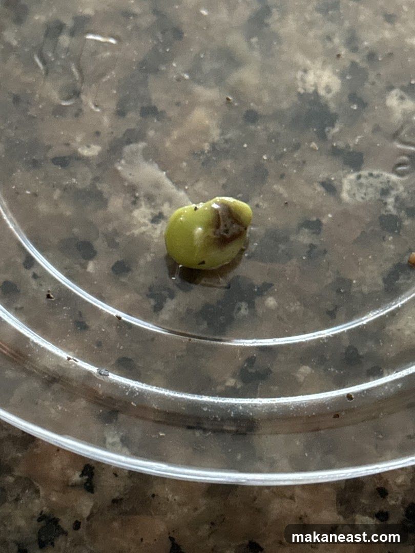 A single green bean with a brown spot.