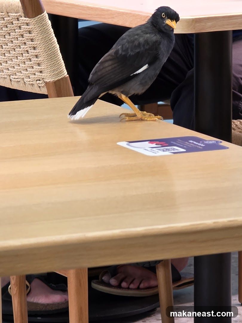 Bird on a table
