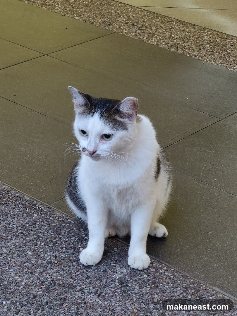 Cat sitting on tiled floor