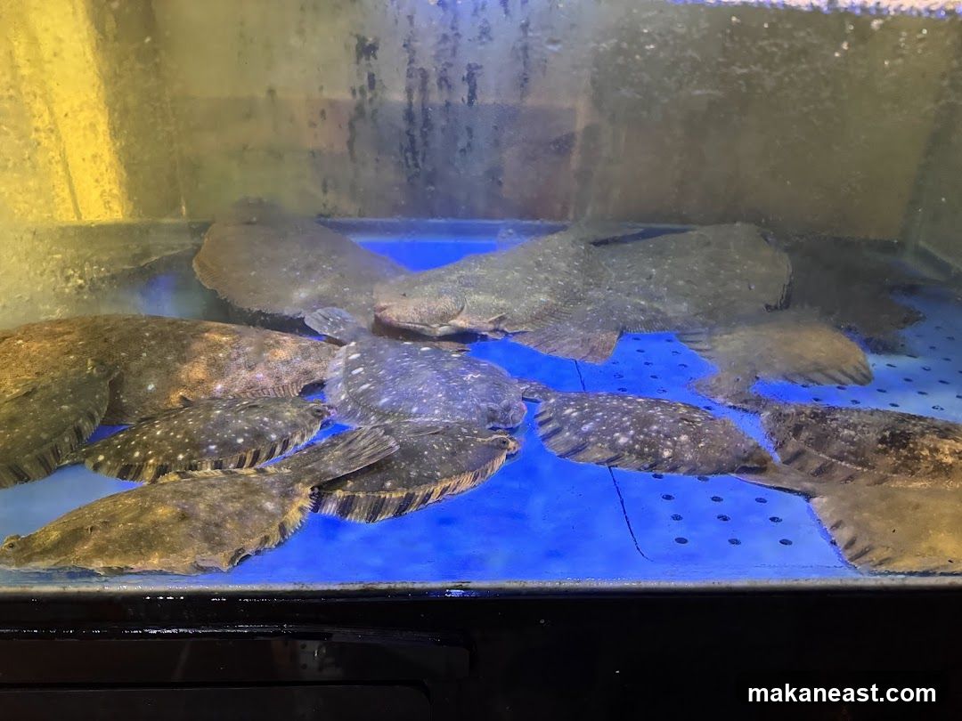 Live Flounder in Tank
