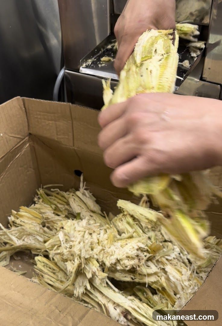 Sugarcane Pulp