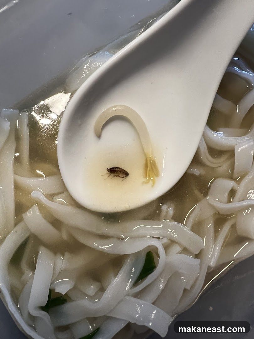 Bug in Noodle Soup