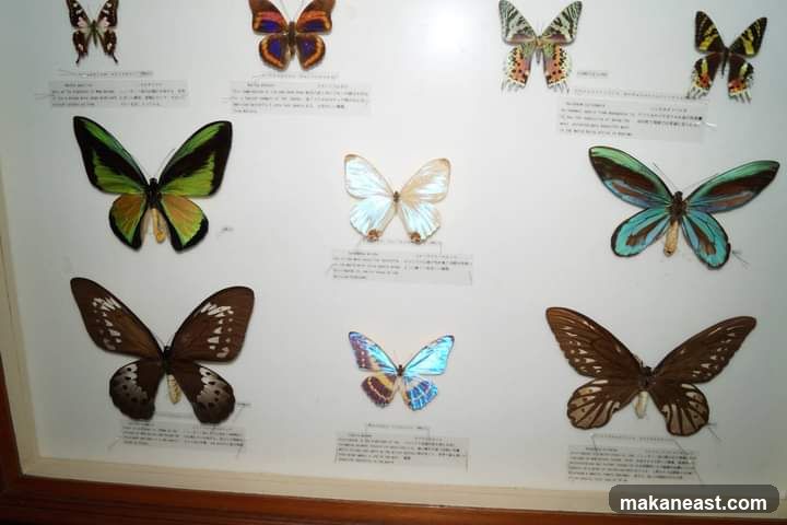 Butterfly Display